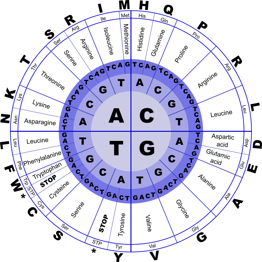 dna aminosäuren