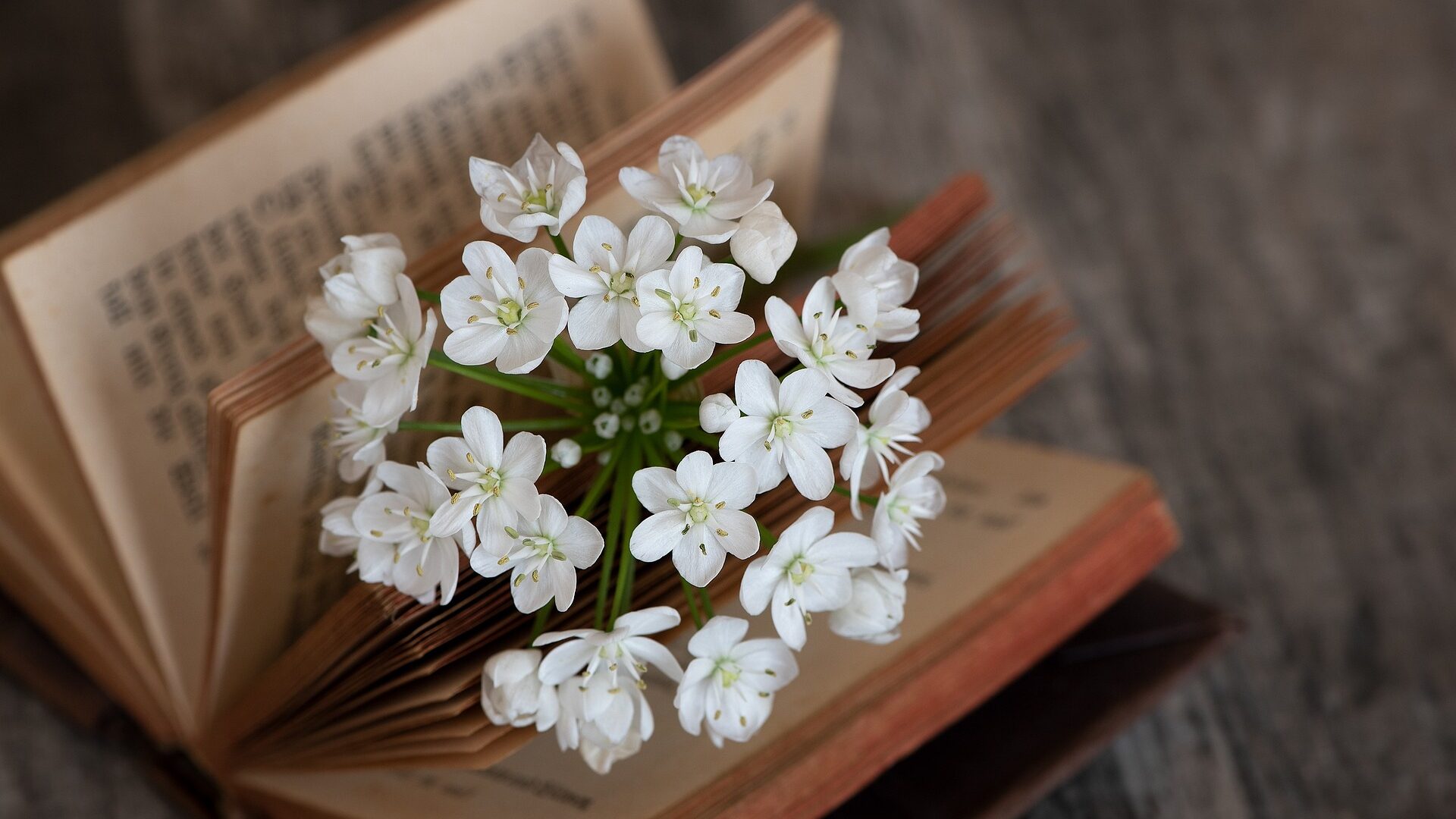 Blumen in einem alten Buch